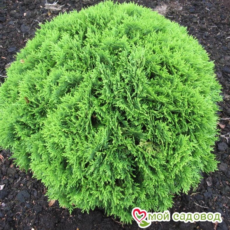 Туя шаровидная Даника (Danica)