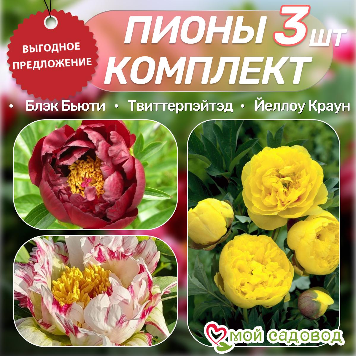 Комплект Пионов - Эксклюзив!