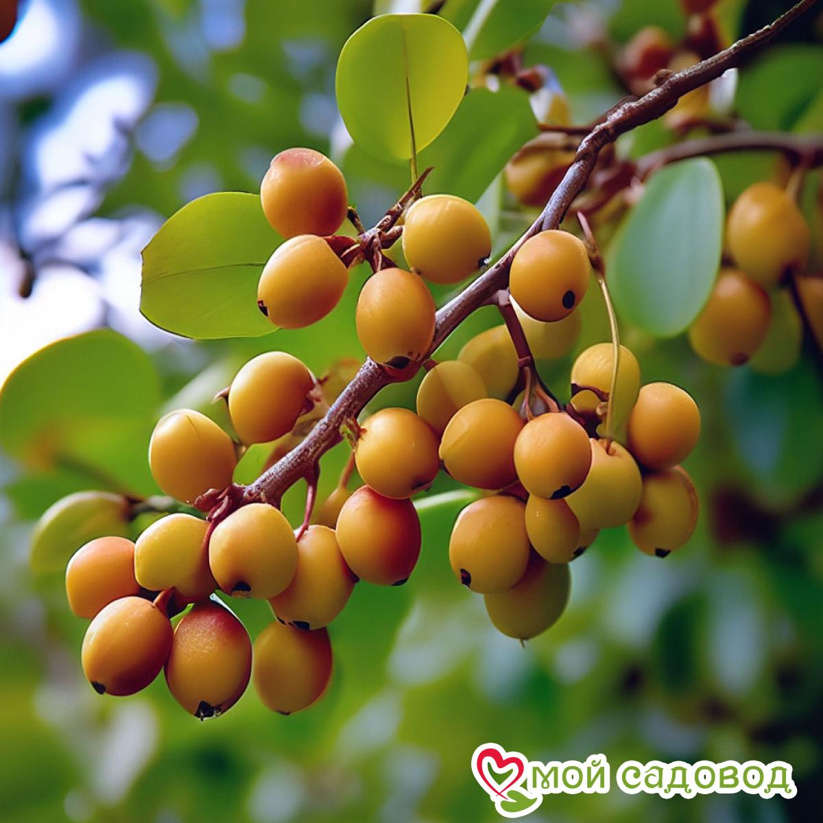 Зизифус Очарование